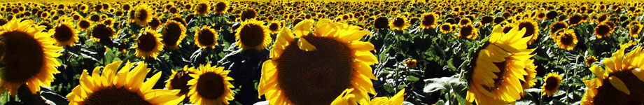 Sound Garage Tales Rotating Header Image
